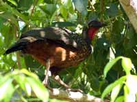 Pénélope à ventre roux Penelope ochrogaster