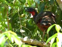 Pénélope à ventre roux Penelope ochrogaster