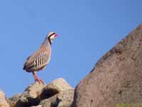 Perdrix choukar Alectoris chukar