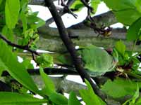 Perruche à collier Psittacula krameri