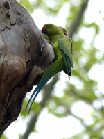 Perruche à collier Psittacula krameri