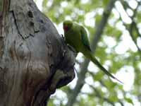 Perruche à collier Psittacula krameri