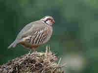 Perdrix rouge Alectoris rufa