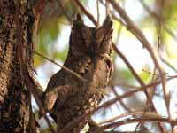 Petit-duc scops Otus scops