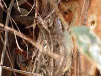 Petit-duc scops Otus scops