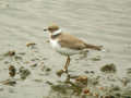 Petit Gravelot Charadrius dubius