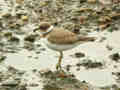 Petit Gravelot Charadrius dubius