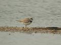 Petit Gravelot Charadrius dubius