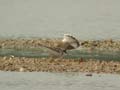 Petit Gravelot Charadrius dubius