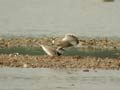 Petit Gravelot Charadrius dubius