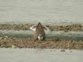 Petit Gravelot Charadrius dubius