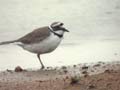 Petit Gravelot Charadrius dubius