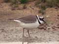 Petit Gravelot Charadrius dubius