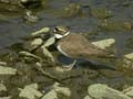 Petit Gravelot Charadrius dubius