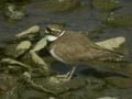 Petit Gravelot Charadrius dubius