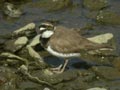 Petit Gravelot Charadrius dubius