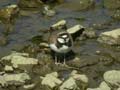 Petit Gravelot Charadrius dubius