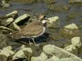 Petit Gravelot Charadrius dubius