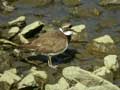 Petit Gravelot Charadrius dubius