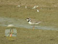 Petit Gravelot Charadrius dubius