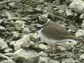 Petit Gravelot Charadrius dubius