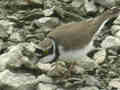 Petit Gravelot Charadrius dubius