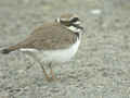 Petit Gravelot Charadrius dubius