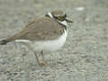 Petit Gravelot Charadrius dubius