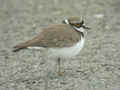 Petit Gravelot Charadrius dubius