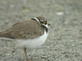 Petit Gravelot Charadrius dubius