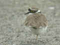 Petit Gravelot Charadrius dubius