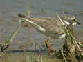 Petit Gravelot Charadrius dubius