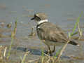 Petit Gravelot Charadrius dubius