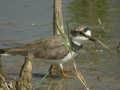 Petit Gravelot Charadrius dubius