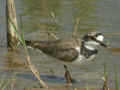 Petit Gravelot Charadrius dubius