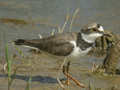 Petit Gravelot Charadrius dubius