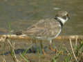 Petit Gravelot Charadrius dubius