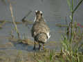 Petit Gravelot Charadrius dubius