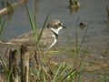 Petit Gravelot Charadrius dubius