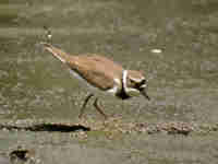 Petit Gravelot Charadrius dubius