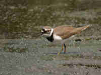 Petit Gravelot Charadrius dubius