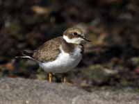 Petit Gravelot Charadrius dubius