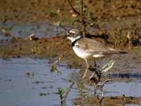 Petit Gravelot Charadrius dubius