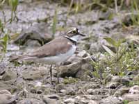 Petit Gravelot Charadrius dubius