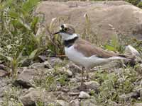 Petit Gravelot Charadrius dubius