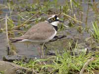 Petit Gravelot Charadrius dubius