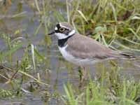 Petit Gravelot Charadrius dubius