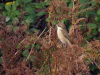 Pie-grièche brune Lanius cristatus