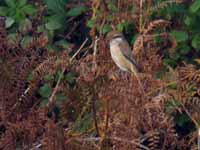 Pie-grièche brune Lanius cristatus