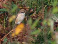 Pie-grièche brune Lanius cristatus